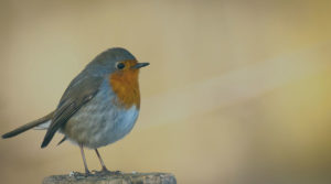 A small bird with a red spot on it's neck, stands on a stump