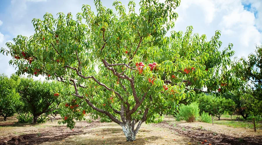 Large peach tee in a field with large branches and green leaves